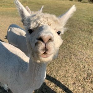 Meet your Posher, Jodi